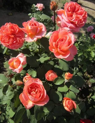 Роза рене госсини: увеличьте изображение и выберите формат