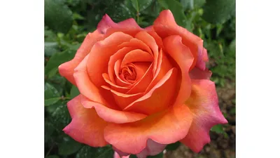 Изображение розы рене госсини: великолепная красота на экране