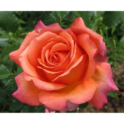 Роза рене госсини в формате jpg: фотография высочайшего качества