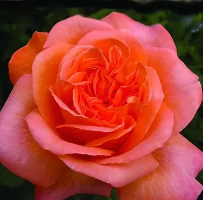Фотка розы рене госсини: выбирайте оптимальный размер