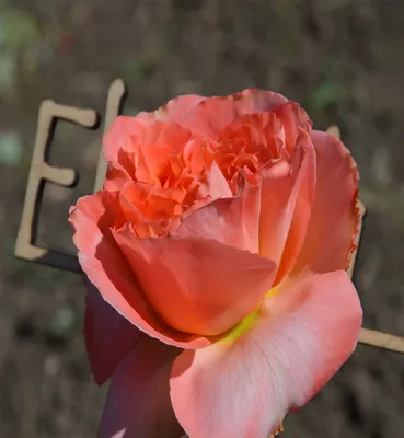 Роза рене госсини: картинка, достойная всякого внимания