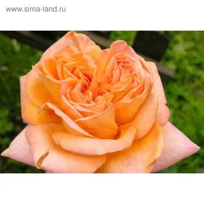 Роза рене госсини: выберите желаемый формат и скачайте изображение