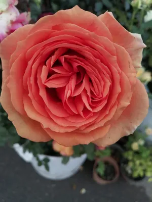 Красивая фотография розы рене госсини: скачайте webp-версию