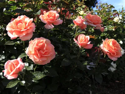 Роза рене госсини: выберите желаемый формат фотографии