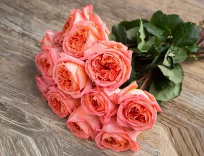Красивая роза рене госсини в высоком разрешении: скачайте jpg-версию