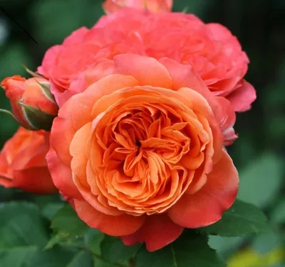 Фотка розы рене госсини в формате png: сохраняйте детали