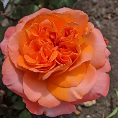 Очаровательная роза рене госсини: выбирайте подходящий размер
