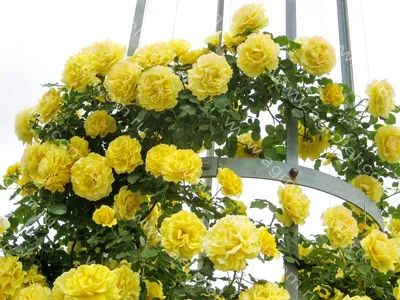 Фотография розы римоза в формате png