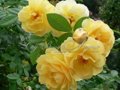 Великолепное фото розы римоза в png