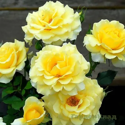 Розы римоза: нежное изображение в формате webp