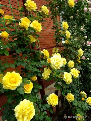 Изысканная фотография розы римоза в webp