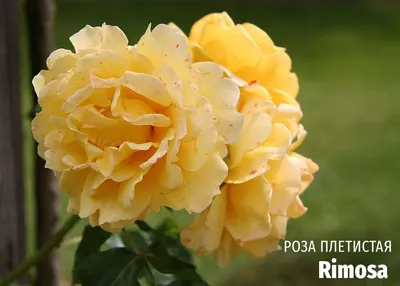 Роза римоза: гламурное изображение в jpg