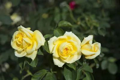 Классическая фотография розы римоза в png