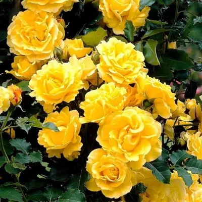 Розы римоза: стильное изображение в формате webp