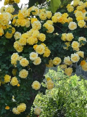 Фотография розы римоза в арт-стиле