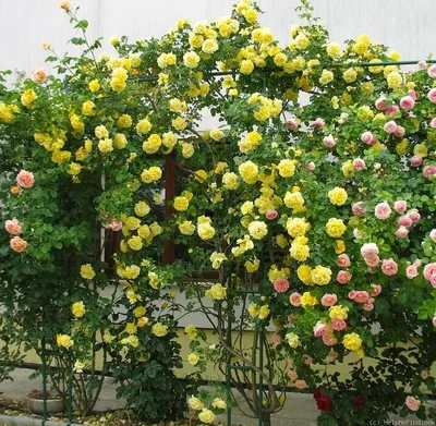 Изображение розы римоза с макроэффектом