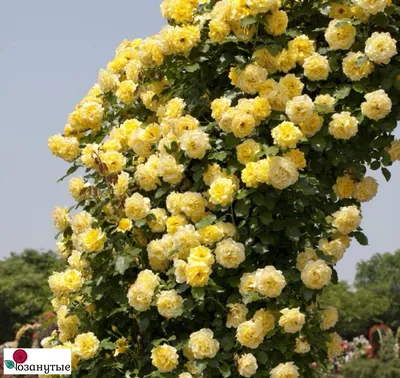 Роза римоза: яркое фото на фоне зелени