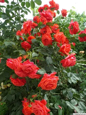 Розы римоза: интригующая картинка в формате webp