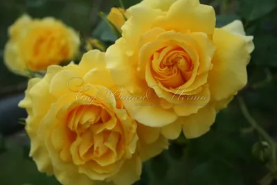 Роза римоза: красивое изображение скачать в png