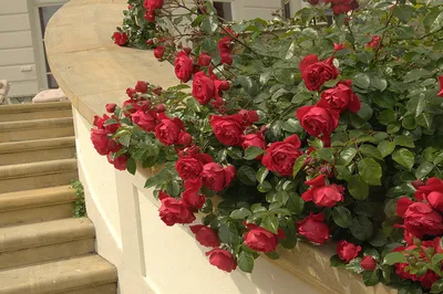 Розы римоза: потрясающая картинка в png