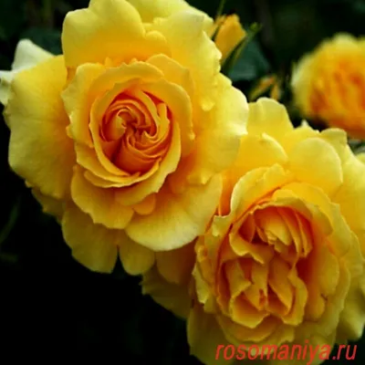 Роза римоза: яркое фото в формате webp