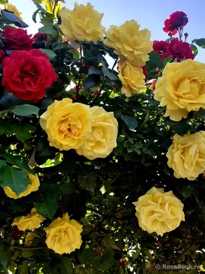 Фото розы римоза с использованием фильтра
