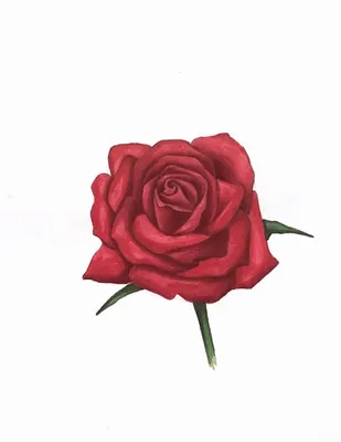 Роза рисунок – выберите размер и формат для скачивания