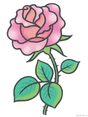 Разноцветные розы в рисунке – фото в jpg, png, webp формате