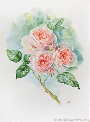 Картинки с прекрасными розами – фотка с возможностью выбора размера и формата