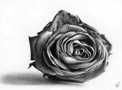 Элегантные розы на фото – скачайте изображение в желаемом формате