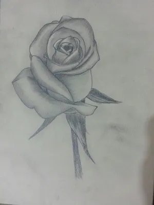 Изображения роз в уникальных рисунках – фотка с выбором размера и формата