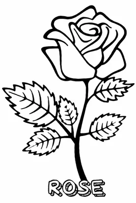 Картинки с красивыми розами для загрузки – фотография с выбором размера и формата