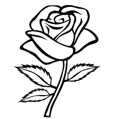 Шикарные розы на фото – скачайте изображение в желаемом размере и формате