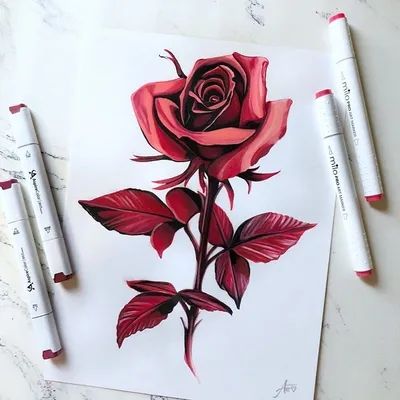 Коллекция рисунков с изображением роз – фото, картинка, изображение