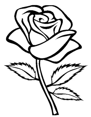 Изображения роз в уникальных рисунках – фотка с возможностью выбора размера и формата