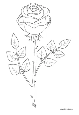 Элегантные розы на фото в png, jpg и webp – фотография с выбором формата