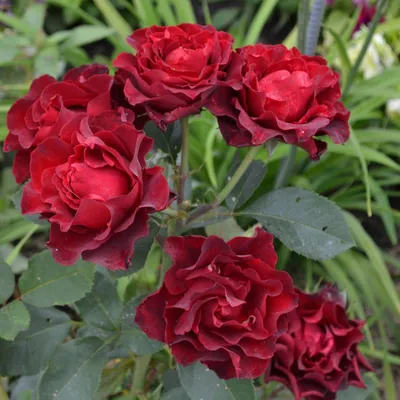 Фотка 'Роза родео' с изменяемым размером