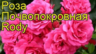 Картинка розы Роди с бликами света