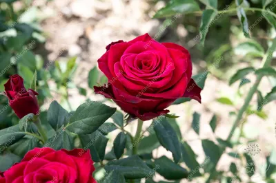 Роза родос: фотка в формате jpg