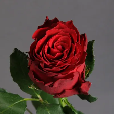Роза родос: изображение в webp формате