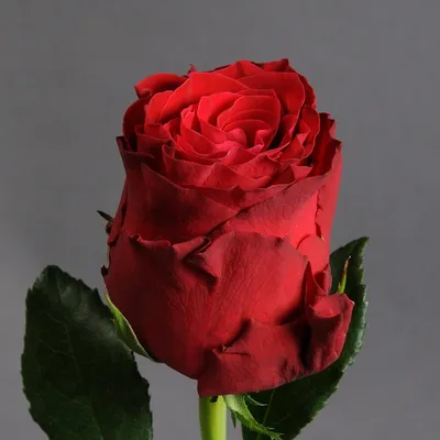 Фотография розы родос: доступен формат webp, выбор размера