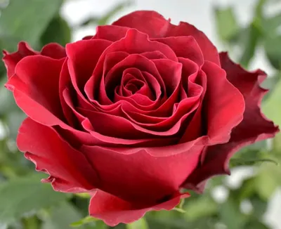 Фото розы родос в формате webp
