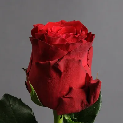 Фото розы родос: скачать в webp формате, выбор размера