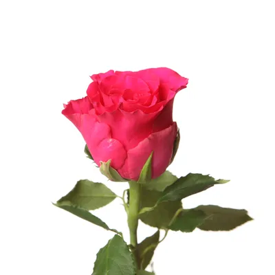 Изображение Роза родос в формате jpg: выберите размер