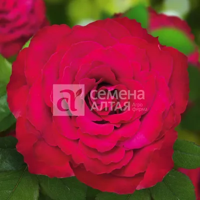 Фотография розы родос: доступен формат png, выберите размер