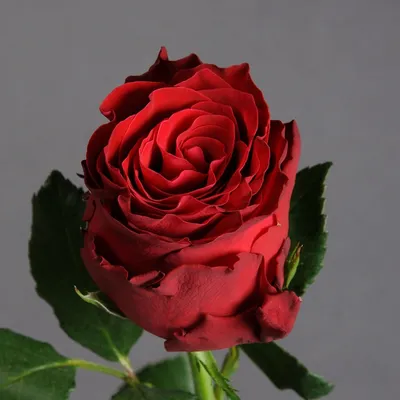 Фотография розы родос: доступен формат jpg