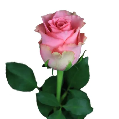 Фото розы родос: jpg формат, выберите размер