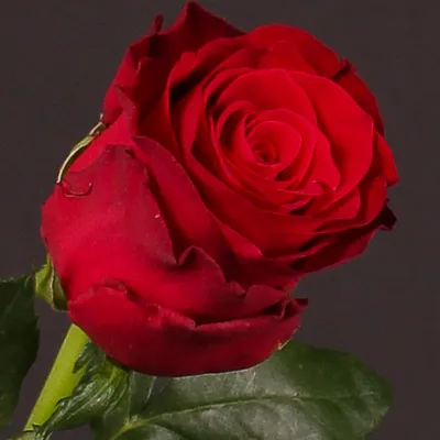 Фотография розы родос: доступен формат webp, выбор размера изображения