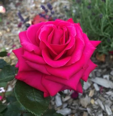 Роза розбери - фотография высокого разрешения в формате jpg