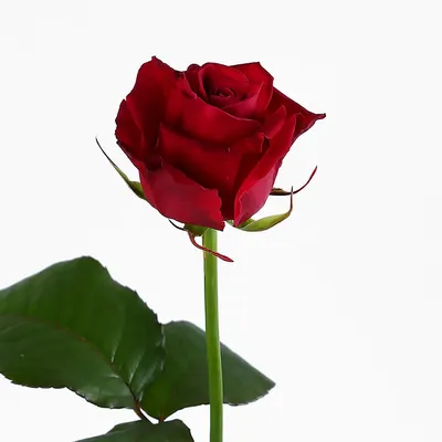 Уникальное изображение розы розбери в формате png